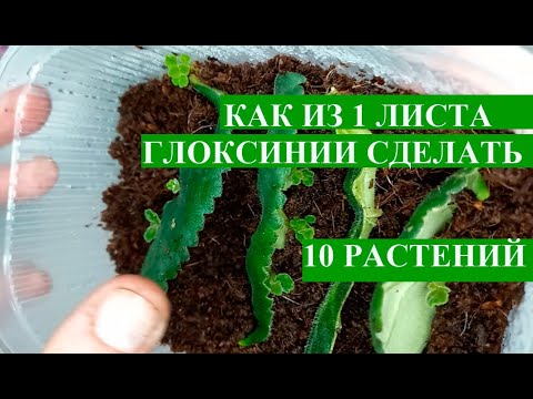 Видео: Размножение глоксинии, как из 1 листа сделать 10 новых глоксиний, укоренение листа глоксинии