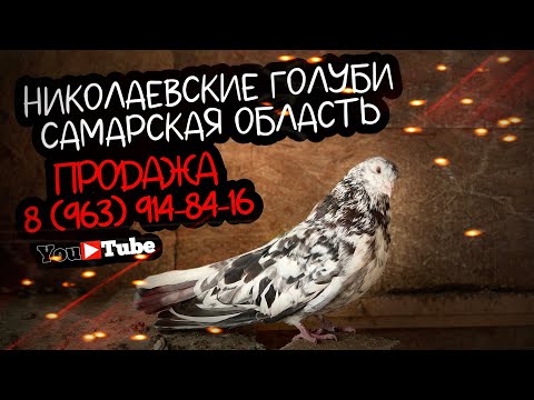 Видео: Николаевские голуби. Самарская обл. ПРОДАЖА тел. 8 (963) 914-84-16   Валерий