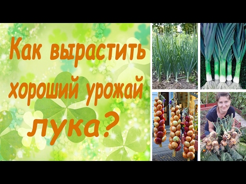 Видео: Как вырастить хороший урожай лука? (семинар, основные правила)