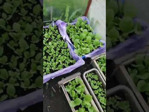 Видео: Сезон 2023