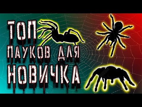 Видео: ТОП ПАУКОВ. какого паука завести первым??