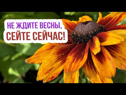 Видео: Какие цветы СТОИТ сеять под зиму? 3 СПОСОБА подзимнего посева семян цветов