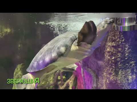 Видео: Москвариум 17.10.2025 г.Москва 