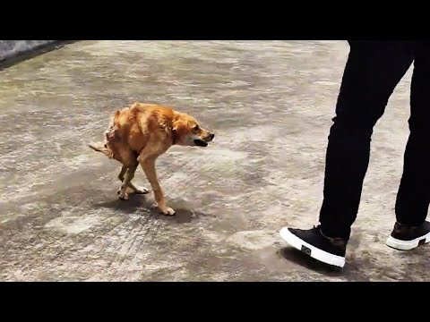Видео: "Полусобака", родившаяся с уродствами и травмами, обратилась за помощью к спасателям