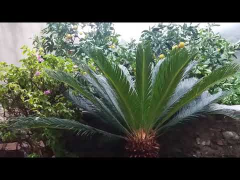 Видео: Замуж за итальянца. Но содержать себя сама будешь!!!