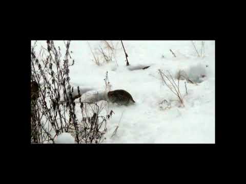 Видео: куропатки в гостях у голубей