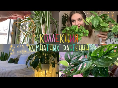 Видео: Коллекция комнатных растений 🪴|Январь’24