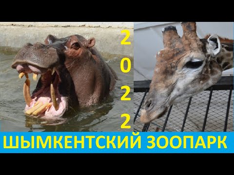 Видео: Шымкентский зоопарк июнь 2022