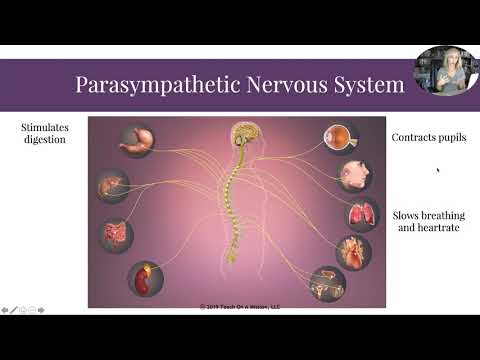 Видео: Перевёрнутые заметки о нервной системе для курса психологии AP Мэнди Райс
