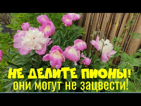 Видео: Не делите куст пиона! Попробуйте этот способ.