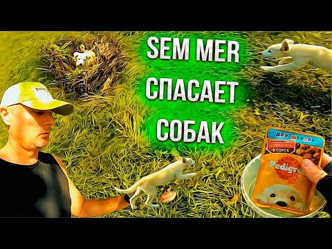 Видео: Sem Mer спасает собак !!!