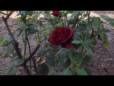 Видео: Мой сад-огород 24 августа 2025 года ! Плюсы и минусы !