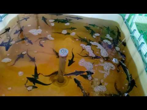 Видео: 07.10.2016 Осетр в домашних условиях, мини узв