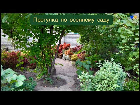 Видео: Прогулка по участку | Буйство красок в осеннем саду