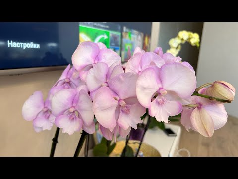 Видео: В гостях у зрителей ( коллекция Анжелики  2 ч )