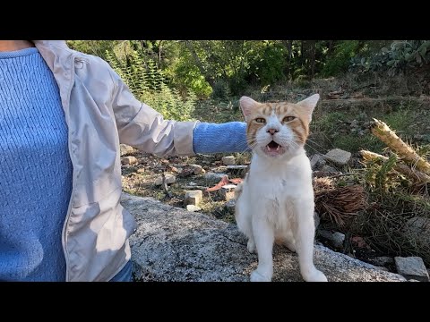 Видео: Вы будете поражены, увидев, как бродячая кошка громко мурлычет с открытым ртом.