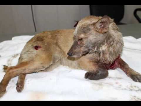 Видео: Пес по кличке Бой