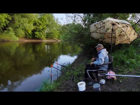 Видео: НА ЛІСОВІЙ РІЧЦІ ЗБИЛАСЯ ВСЯ ВЕЛИКА РИБА.Рибалка на фідер