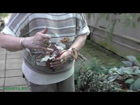 Видео: Бегонии декоративно лиственные.