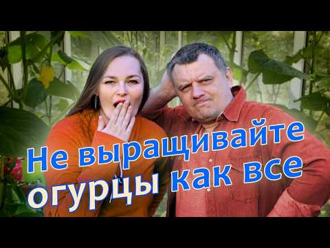 Видео: Желтеют и сохнут огурцы ЧТО ДЕЛАТЬ? Намаринуем огурцов на зиму!