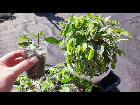 Видео: Фикус, как добиться пышного куста, результаты укоренения