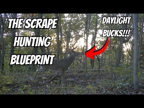 Видео: 3 способа скребка, которые должен знать каждый охотник на белохвостого оленя