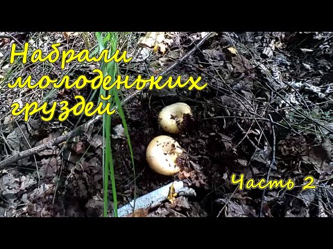 Видео: Гриб гигант и груздочки - малышочки. Часть 2