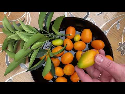 Видео: Пересадка кумкватів з повною заміною грунту