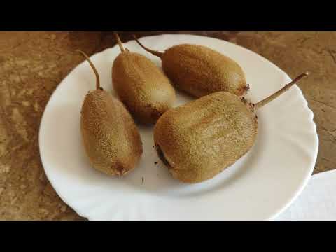 Видео: Як із насіння виростити ківі 🥝?