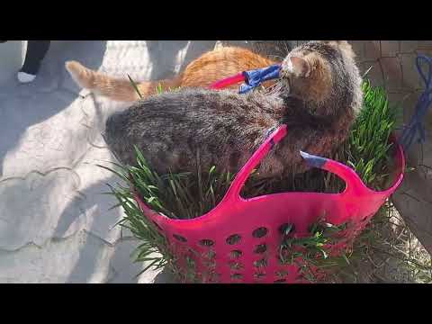 Видео: Люблять котики травичку