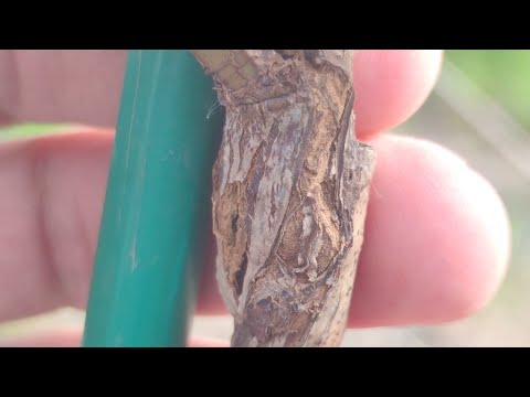 Видео: Прививка Розы на Шиповник Летом июнь