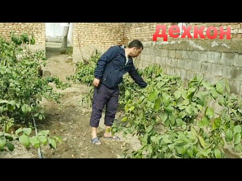 Видео: парвариши лимон ва мандарин дар  гарумхона