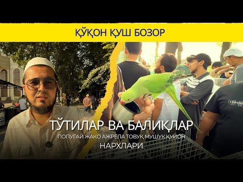 Видео: ПОПУГАЙ НАРХЛАРИ 2025 | ҚУҚОН ҚУШ БОЗОР | ТЎТИЛАР, БАЛИҚЛАР ТОВУҚЛАР КАБУТАР ВА МУШУК НАРХЛАРИ