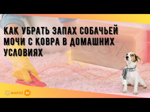 Видео: Как убрать запах собачьей мочи с ковра в домашних условиях