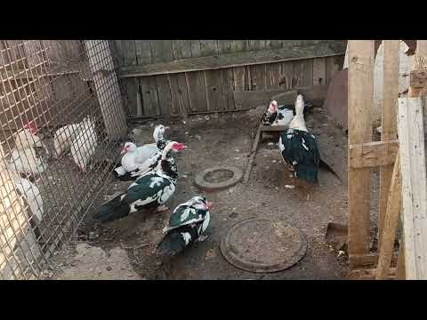 Видео: Профессиональная Коптильня 4 в 1 / термокамера на максималках / Вовкин Двор!