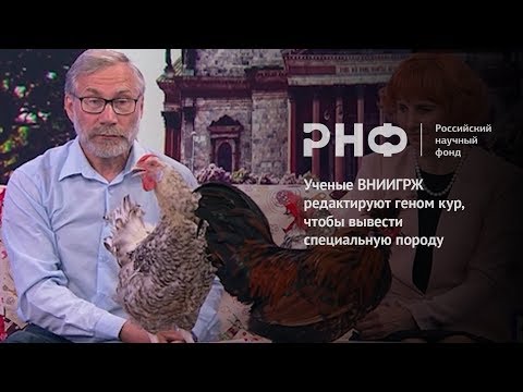 Видео: Ученые ВНИИГРЖ редактируют геном кур, чтобы вывести специальную породу