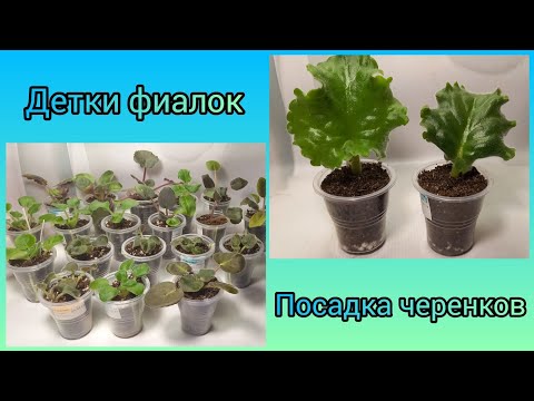 Видео: Отсадка и рассадка деток фиалок. Посадка черенков, которые укоренялись в воде.