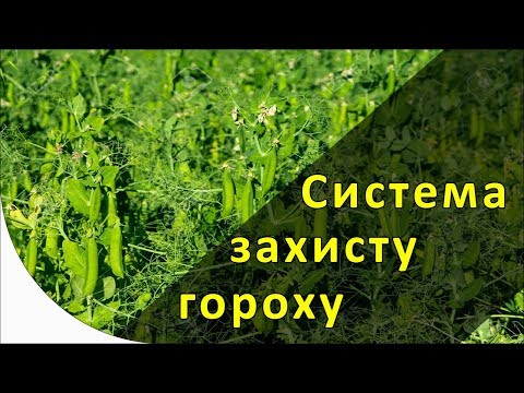 Видео: Система захисту гороху. Протруювання і гербіциди.