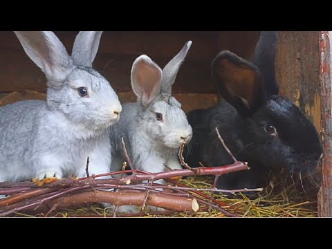 Видео: Доступный, бесплатный и очень полезный корм для кроликов!!! [заменитель сена]