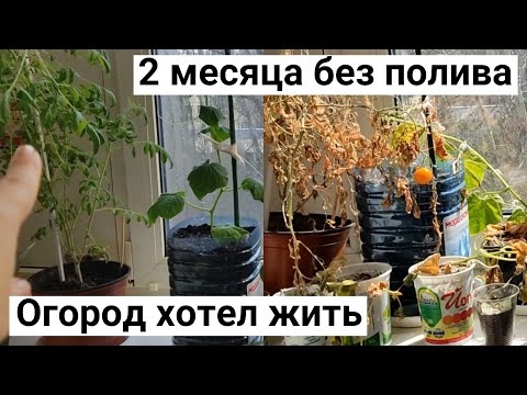 Видео: Огород на балконе. Что выживет, если 2 месяца не поливать!