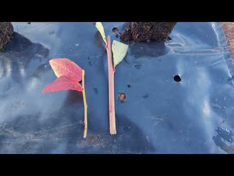 Видео: Черенкование голубики. Выбираем побеги для черенков.