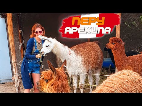 Видео: Русские в Перу. Самые красивые места города Арекипа. В меня ПЛЮНУЛА ЛАМА!