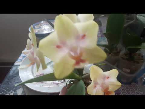 Видео: Орхидеи.Как отпоить и обработать подростки орхидей после пересылки  и как содержать дальше. Мой опыт