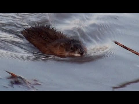 Видео: Ондатры на Урале (3 апреля 2024 года) - Набережная Урала (Оренбург)