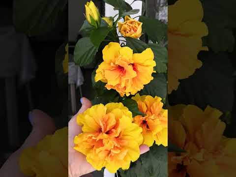 Видео: Гибискус. Условия для выращивания. 🏵️☘️🌺#комнатныерастения #гибискус #цветыпочтой #растения