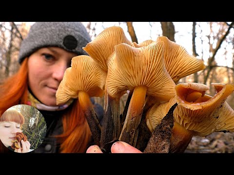 Видео: УДАЧНЫЙ СБОР ГРИБОВ ЗИМОЙ: Фламмулина, Вешенка, Аурикулярия, Трутовик настоящий и ... Печеночница