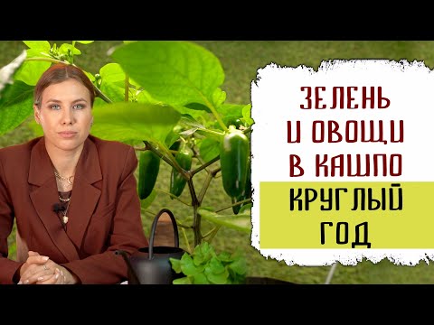 Видео: Выращивание зелени и овощей в кашпо круглый год | Сбор вкусного и полезного урожая