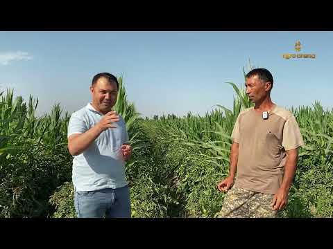 Видео: Ва нихоят Памидор хосиллари🍅🍅 Сурхондарёда қандай бўлган эди. 🤔       2-Қисм.
