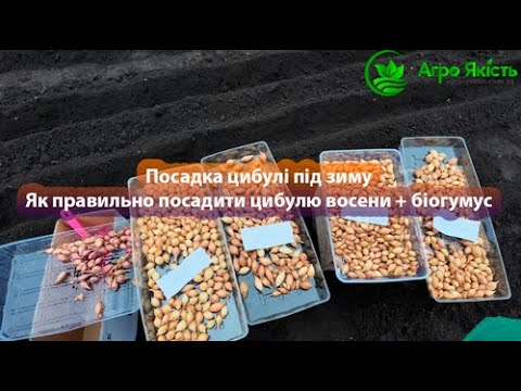 Видео: Посадка цибулі під зиму 🌱 | Як правильно посадити цибулю 🧅 восени + біогумус