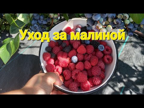 Видео: Подкормки, обработки МАЛИНЫ летом. Черная малина Кумберленд.+ ГОЛУБИКА